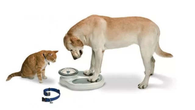 ¿Tu mascota está “gordita”? Las señales de sobrepeso u obesidad que pueden poner en riesgo su salud