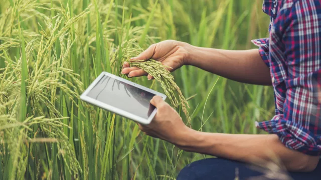 Tecnología para no perder margen: así se prepara la agroindustria de Alto Paraná para una nueva campaña