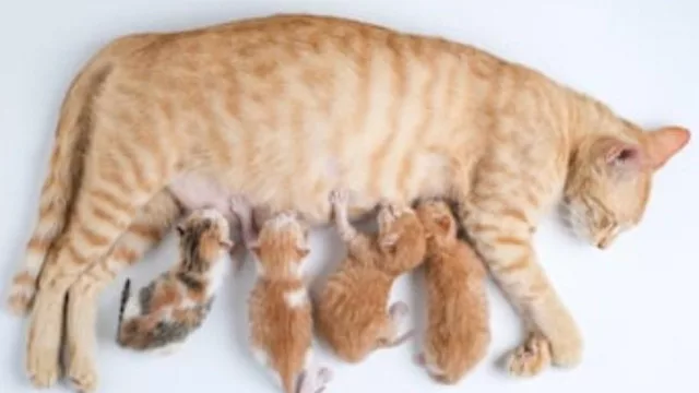 Gestación en perros y gatos: alimentación, controles y señales de alerta que no deben pasarse por alto