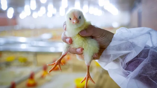 El pollo toma vuelo: AFD otorgó US$ 25 millones para modernizar granjas y potenciar producción