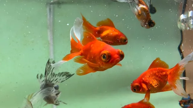 Peces como mascotas: cuidados esenciales para mantenerlos saludables
