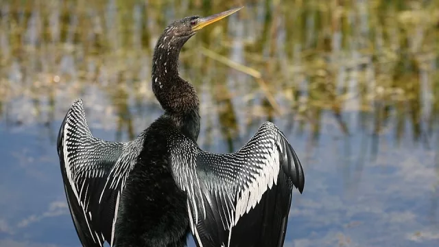 El turismo que levanta vuelo: la observación de aves abre nuevas rutas para explorar Paraguay