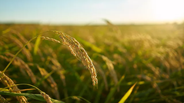 El arroz mira al otro lado del río: el Chaco tiene 400.000 hectáreas por desarrollar
