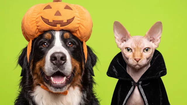 Halloween se pone peludo: cuatro eventos para disfrutar con tu mascota este fin de semana