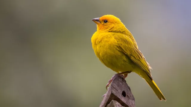 ¿Qué se esconde entre los senderos del Parque Guasú? Una caminata busca descubrirlo